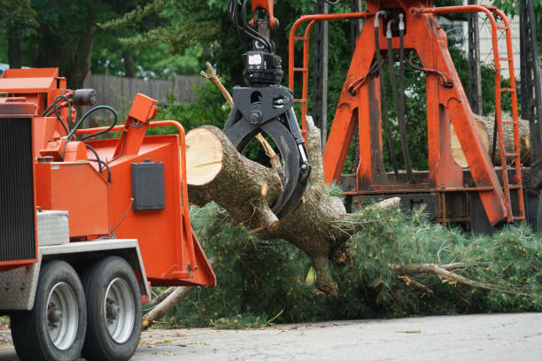 Best Professional Tree Care  in Waskom, TX